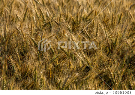 Background of cereal field in summer day. Background of cereal field in summer day. 53961033