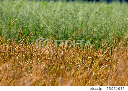 Background of cereal field in summer day. Background of cereal field in summer day. 53961035