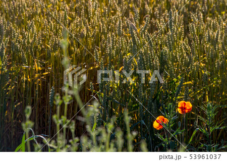 Background of cereal field in summer day. Background of cereal field in summer day. 53961037