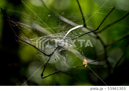 Dew drops on spider web in forest. 53961303