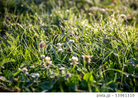 Dew drops in meadow with clover. Dew drops in meadow with clover. 53961310