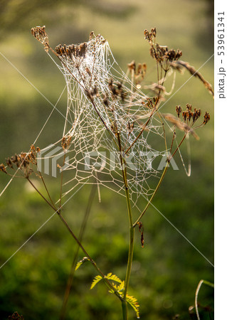 Dew drops on spider web in forest. 53961341