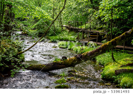 Forest with river, fallen tree and bridge. Forest with river, fallen tree and bridge. 53961493