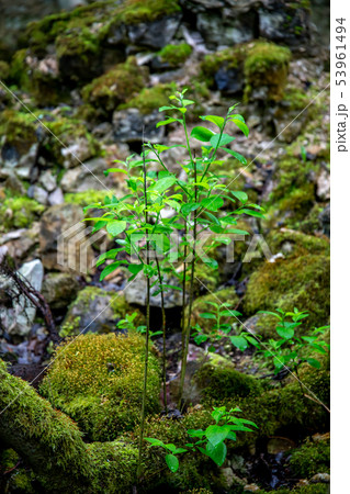 Plants in the forest between the stones. 53961494