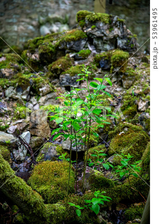 Plants in the forest between the stones. 53961495