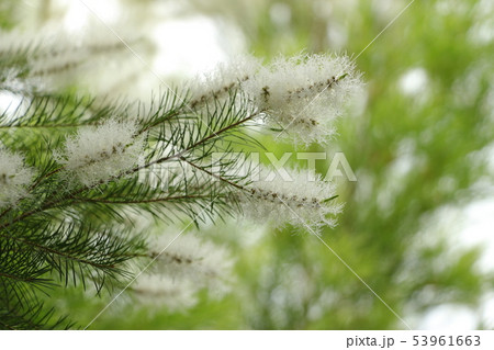 ティートリーの花 53961663