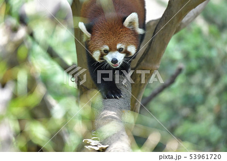 レッサーパンダ4 笑いながら木から降りてくる 53961720