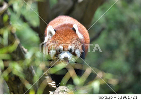 レッサーパンダ5 木の上で愛らしい顔を正面から 53961721