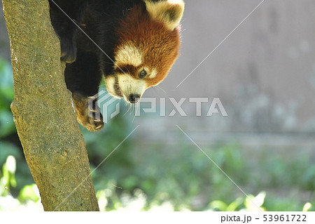 レッサーパンダ6 横向きで木を降りてくる 53961722