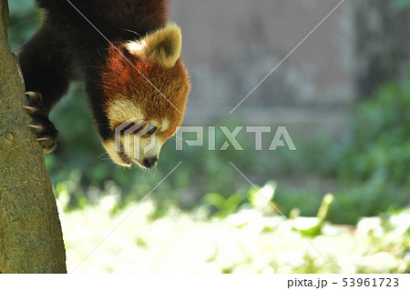 レッサーパンダ7 横向きで木の上を笑いながら 53961723