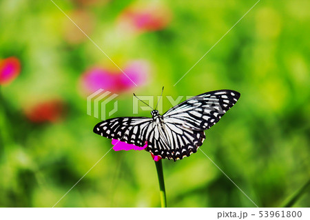 Butterfly on pink flowers 53961800