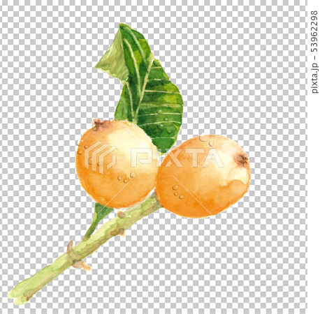 びわ ビワ 枇杷 水滴 葉 枝 水彩 53962298