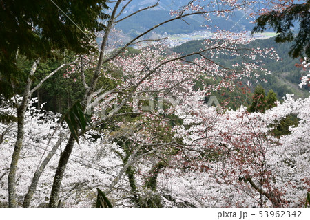 木山寺参からの眺めと満開のソメイヨシノ 岡山県真庭市 木山寺参からの眺めと満開のソメイヨシノ 岡山県真庭市 53962342