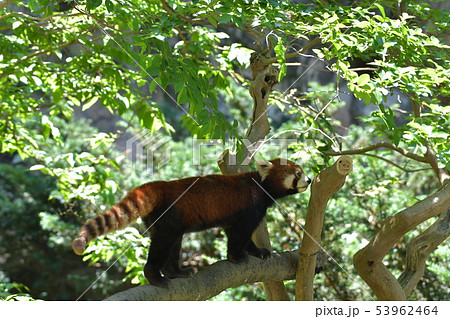 レッサーパンダ13木の上でクンクン 53962464