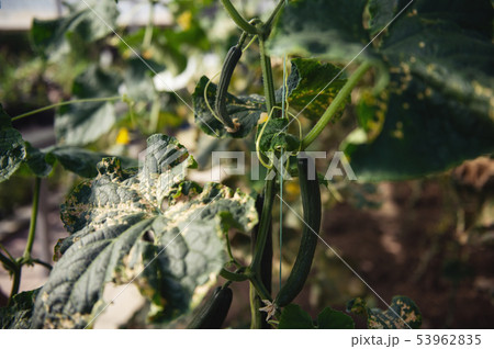 Cucumber growing in garden 53962835