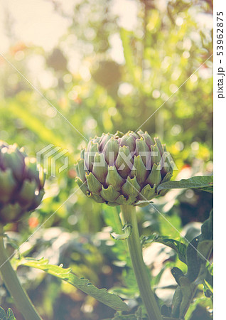 Cynara cardunculus Artichoke bud Cynara cardunculus Artichoke bud 53962875