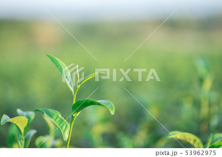 The tea leaves grow in the middle of the tea The tea leaves grow in the middle of the tea 53962975