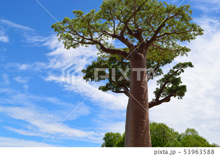 バオバブの木 バオバブの木 53963588