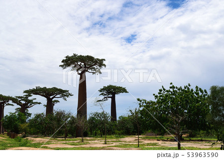 バオバブの木 53963590
