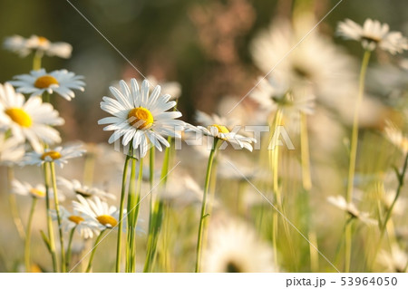 Daisies on a spring meadow at sunset Daisies on a spring meadow at sunset 53964050
