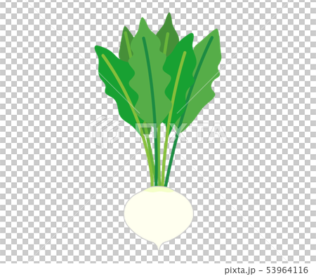 turnip 53964116