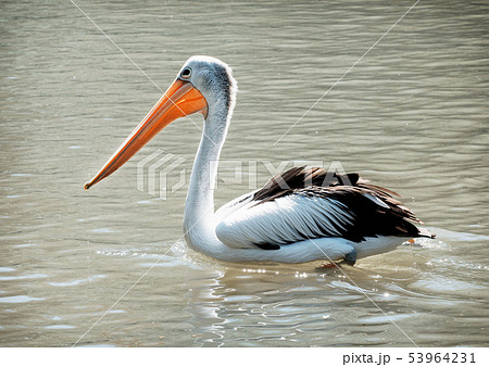 Australian pelican (Pelecanus conspicillatus) Australian pelican (Pelecanus conspicillatus) 53964231