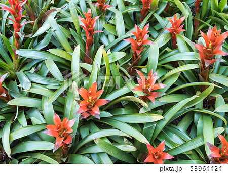 Closeup of the blooming bromeliad. Closeup of the blooming bromeliad. 53964424