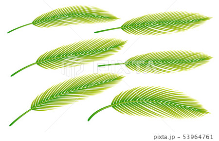 Palm leaves set of isolated on light background. Palm leaves set of isolated on light background. 53964761
