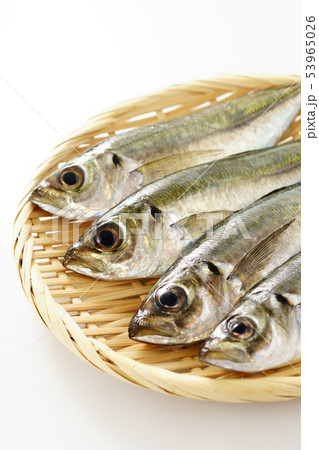 小アジ 小アジ 53965026