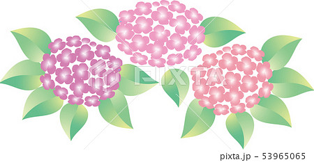 紫陽花 53965065