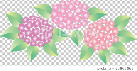 紫陽花 53965065