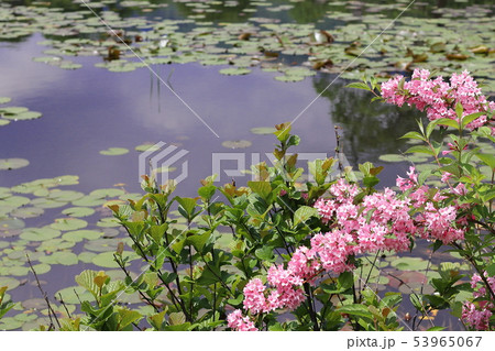 いもり池 53965067