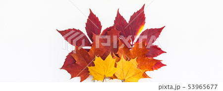 Dry bright autumn leaves concept 53965677