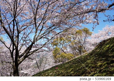 桜（風頭公園） 53966169