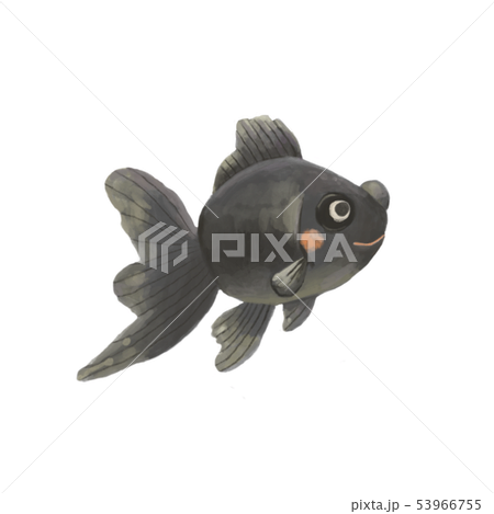 黒出目金(右向き) 53966755
