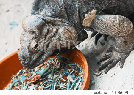 Ctenosaura melanosterna in terrarium 53966999