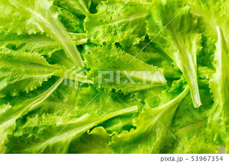 Leaves of fresh lettuce close-up 53967354