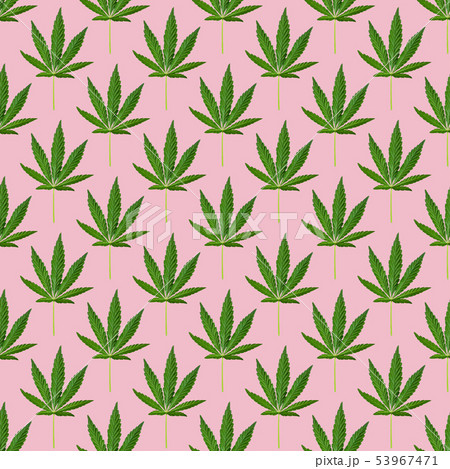 Hemp or cannabis leaves seamless pattern.  53967471