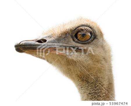 Ostrich isolated on white background. Ostrich isolated on white background. 53967474