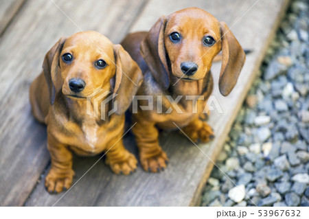 dachshund puppy portrait wooden background dachshund puppy portrait wooden background 53967632