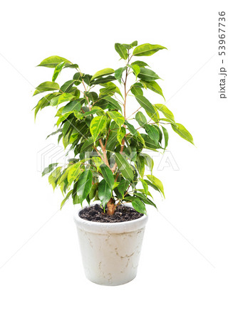 Ficus Benjamina on white background Ficus Benjamina on white background 53967736