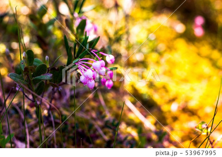 In the warm rays of the summer sun cranberries In the warm rays of the summer sun cranberries 53967995