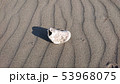 漂着物（カキ） 53968075