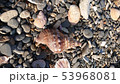 ボウシュウボラ 53968081