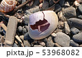 アリソガイ 53968082