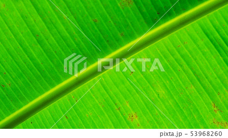 Green leaf banana texture with shadow background Green leaf banana texture with shadow background 53968260