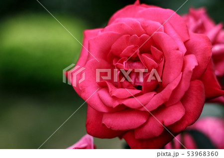 Red garden rose close-up on natural green Red garden rose close-up on natural green 53968360