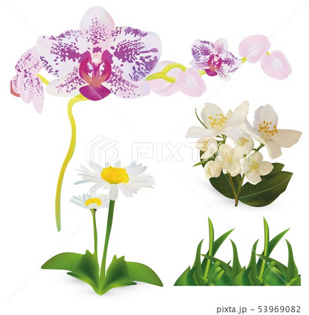 Set flowers orchid, jasmine, chomomile and green grass isolated white background. 3d realistic 53969082