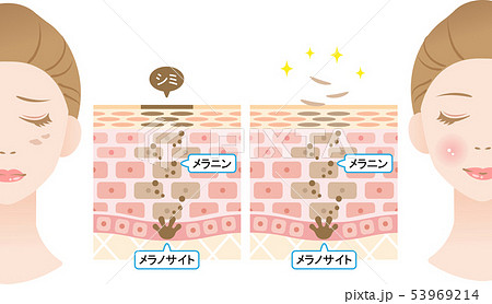ターンオーバー 肌の断面図と女性 ターンオーバー 肌の断面図と女性 53969214