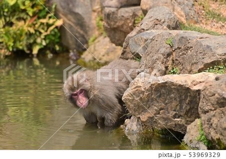 水辺のサル 水辺のサル 53969329